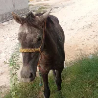 اسب مادیان کرد سر دم گیر|اسب و تجهیزات اسب‌سواری|عسلویه, |دیوار