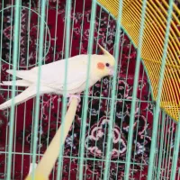 عروس هلندی نر|پرنده|اندیمشک, |دیوار