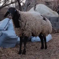 بره شیشک آبستن