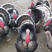 فروش بوقلمون محلی