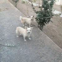 سگ پامرروباهی یک جفت
