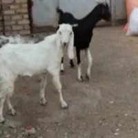یک عددبزپاکستانی شکم اول بایک بزغاله نر بزرگ|حیوانات مزرعه|مشهد, آبکوه|دیوار