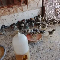 جوجه|حیوانات مزرعه|رفسنجان, |دیوار