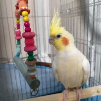 عروس هلندی گمشده