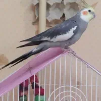 هلندی بسیار باهوش و زیبا