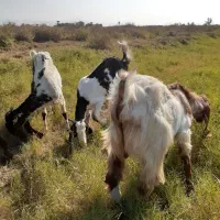 بزشیک افغانیاصل