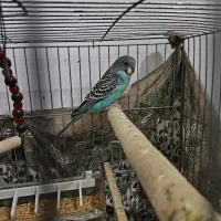 مرغ عشق جوان نر