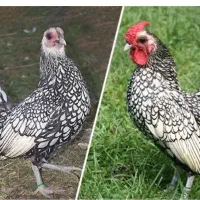 سیبرایت۳ونیم ماهه