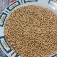بذر گندم  کوهدشت درجه یک