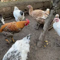 بوقلمون،برهما،مرغ و خروس محلی|حیوانات مزرعه|جلین, |دیوار