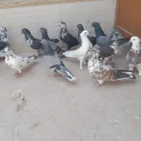 ۱۴ عدد پرشی یجا|پرنده|قم, باسکول|دیوار