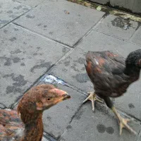 خروس و مرغ لاری|پرنده|تهران, انبار نفت|دیوار