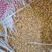 فروشی گندم بذری