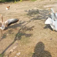 غاز