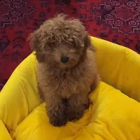 سگ مینیاتوری پودل