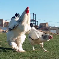 جوجه برهما ا 10 روزه اصل فول کیفیت