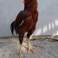 خروس لاری