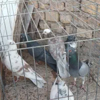 کبوتر پرشی و خوش فرم همه باهم|پرنده|اردکان, |دیوار