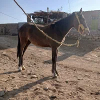 مادیون|اسب و تجهیزات اسبسواری|شوشتر, |دیوار