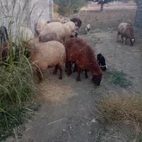 میش بره یا گوسفند|حیوانات مزرعه|شاهیوند, |دیوار