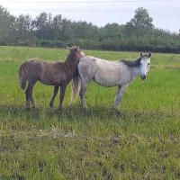 مادیان باکره مادیون|اسب و تجهیزات اسبسواری|پرهسر, |دیوار