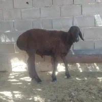 بره نر