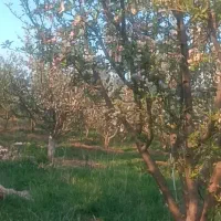 علف زنی باغات