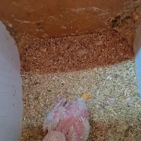 دوجفت طوطی برزیلی یا جوجه مولد|پرنده|آبادان, |دیوار