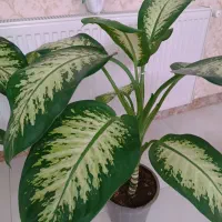 گل دیفن باخیا