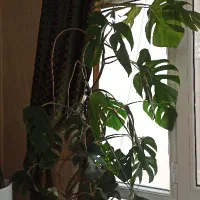 گلدان برگ انجیری مانسترا و یوکا