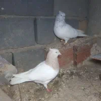 نر و ماده کله