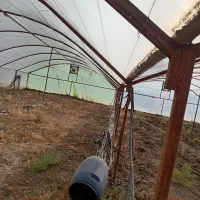 گلخانه با همه امکانات|گل و گیاه طبیعی|میان جلگه, |دیوار