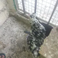 مرغ وخروسیک|حیوانات مزرعه|شهریار, دهشاد بالا|دیوار