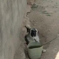 سگ نگهبان سرابی