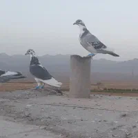 دسته ۱۰ تایی کبوتر هوایی ،اردن، هفرنگ ،المانی