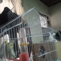 یک جفت عروس هلندی با قفس