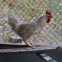 خروس محلی و خروس برهما|حیوانات مزرعه|مشکین‌دشت, |دیوار