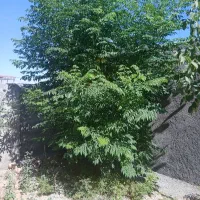 ویزتور جهت فروش کودشیمیایی