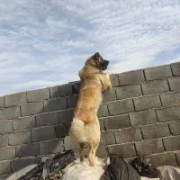 سگ سرابی نر