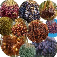 پخش خرمای الماس مکران