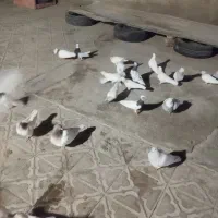 کفتر
