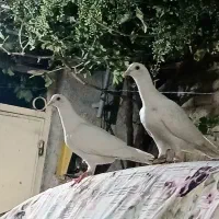 جوجه کبوتر