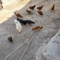 مرغ وخروس جوجه محلی|حیوانات مزرعه|زابل, |دیوار