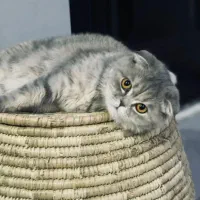 فروش گربه اصیل اسکاتیش ماده|گربه|پردیس, فاز ۱۱|دیوار