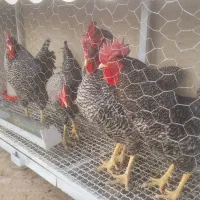 خروس امروک نژاد امریکایی( خالص)