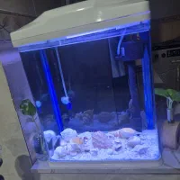 آکواریوم|ماهی|ری, ولی آباد|دیوار