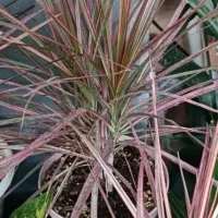 گلخانه تخصصی گیاهان آپارتمانی با ضمانت سلامت|گل و گیاه طبیعی|شیراز, پشم شیشه|دیوار