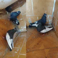 پرنده|پرنده|اهواز, دغاغله|دیوار