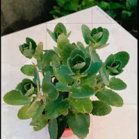 گل اپارتمانی|گل و گیاه طبیعی|زابل, |دیوار