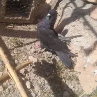 کبوتر نر|پرنده|کوهدشت, |دیوار